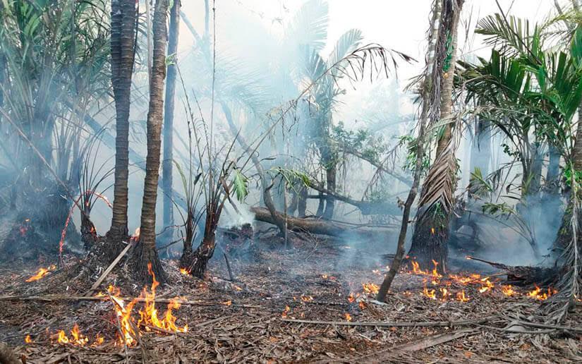 Más de 6,300 hectáreas calcinadas en incendio en reserva Indio Maíz. Foto: 19 Digital