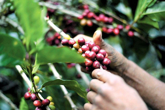 Caficultores Nicaragüenses registran disminución en la exportación del café