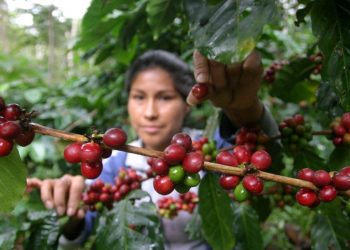 Cierra empresa Cisa Exportadora y deja en zozobra a productores de café de Nicaragua. Foto: EFE