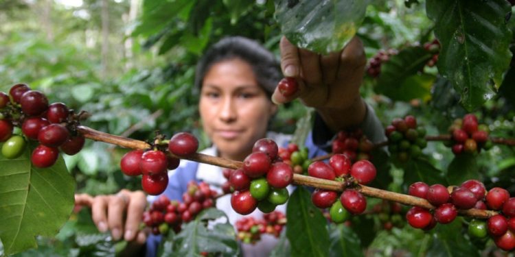 Cierra empresa Cisa Exportadora y deja en zozobra a productores de café de Nicaragua. Foto: EFE