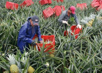 Costa Rica renueva plan para ingreso de trabajadores agrícolas nicaragüenses