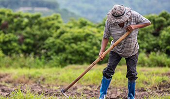 Sector Agrícola Nicaragua