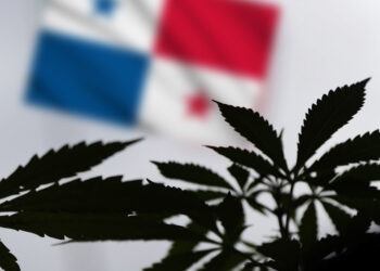 Panamá reglamenta la ley sobre el uso medicinal y terapéutico del cannabis