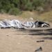 El cuerpo de un migrante hondureño que llegó buscando asilo a Estados Unidos yace junto al río Grande en Ciudad Juárez, estado de Chihuahua, México, el 17 de mayo de 2024. (Foto de HERIKA MARTINEZ / AFP)