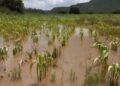 Exceso de lluvia en el norte de Nicaragua pone en peligro la siembra de primera de maíz y frijol.